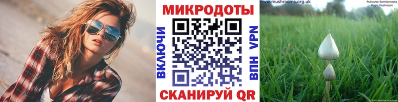 Галлюциногенные грибы Psilocybine cubensis Купить где Могоча
